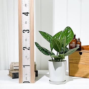 Amazon｜PLANCHU 観葉植物 モンステラ ジェイドシャトルコック 4